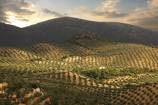 campo-mueoliva