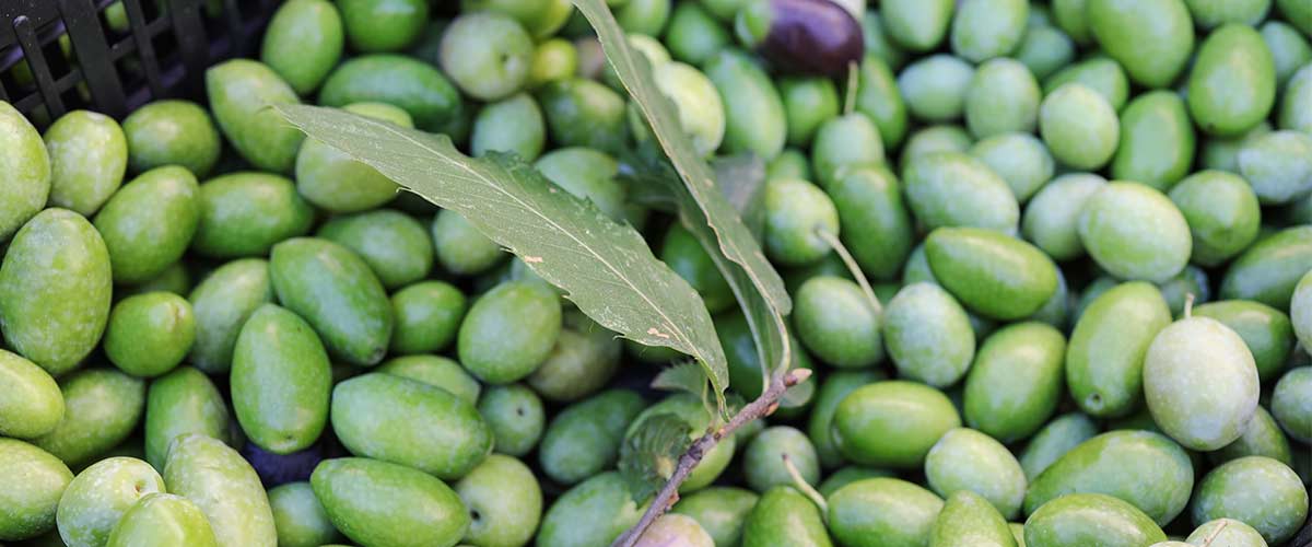 Aceitunas de calidad