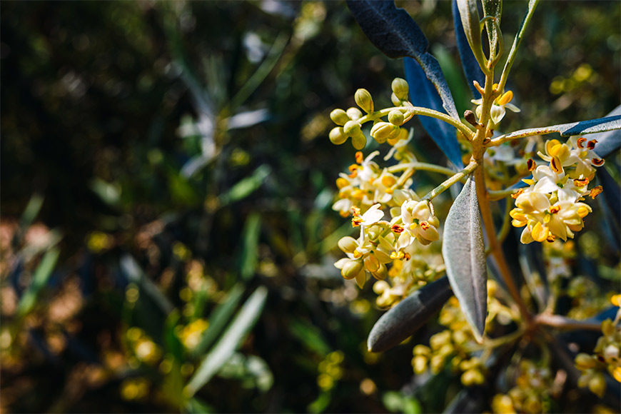 Rapa, la flor del olivo