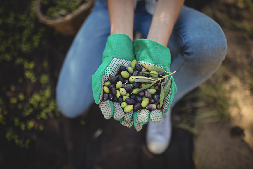 Qué es una Almazara: Historia y Actualidad - Mi Aceite a Domicilio