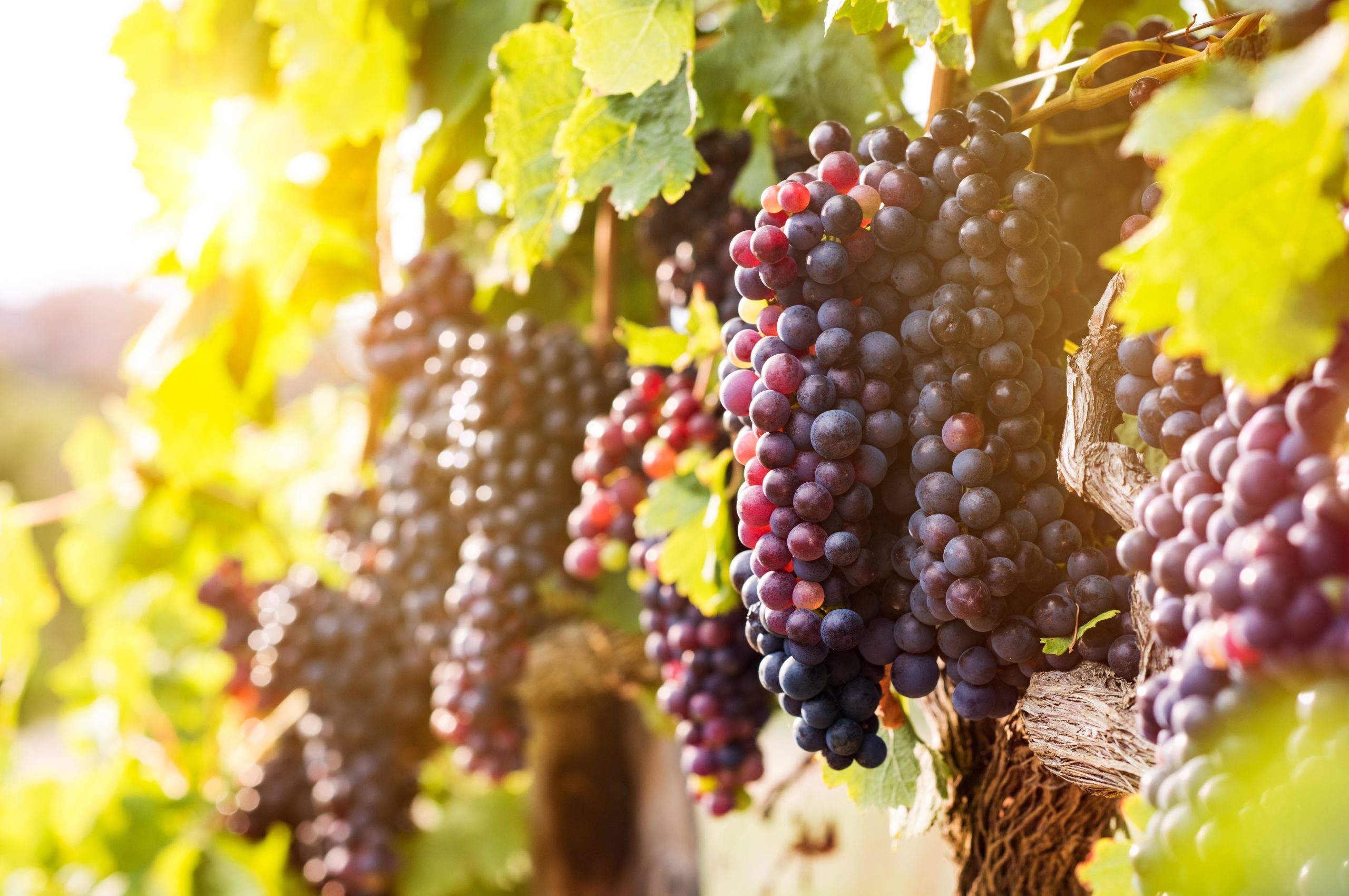 viticultura-viticultor